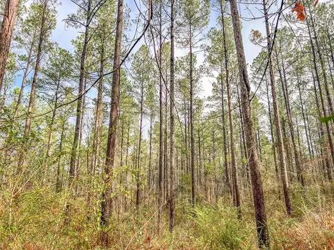 000 Lucas Hollow Rd, Mount Olive, MS 39119 photo 14