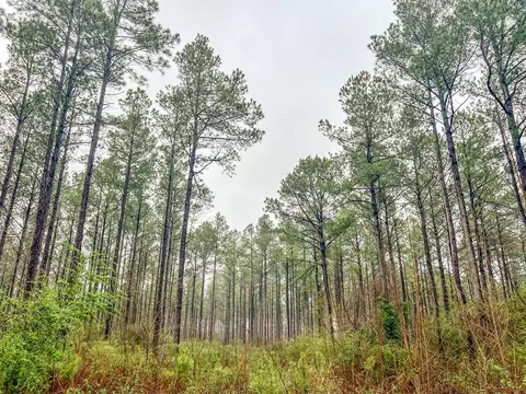 000 Lucas Hollow Rd, Mount Olive, MS 39119 photo 8