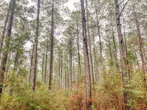 000 Lucas Hollow Rd, Mount Olive, MS 39119 photo 2
