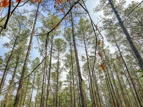 000 Lucas Hollow Rd, Mount Olive, MS 39119 photo 15
