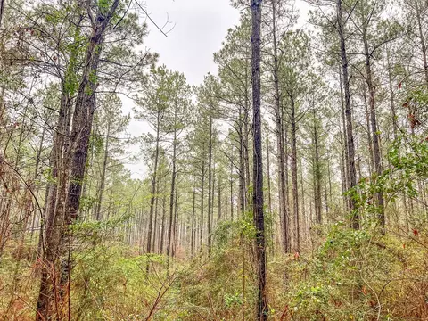 000 Lucas Hollow Rd, Mount Olive, MS 39119 photo 7