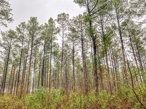 000 Lucas Hollow Rd, Mount Olive, MS 39119 photo 11
