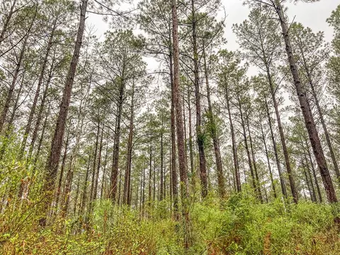000 Lucas Hollow Rd, Mount Olive, MS 39119 photo 9