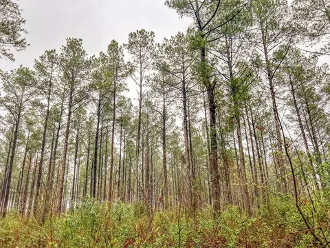 000 Lucas Hollow Rd, Mount Olive, MS 39119 photo 10