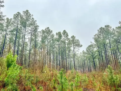 000 Lucas Hollow Rd, Mount Olive, MS 39119 photo 4