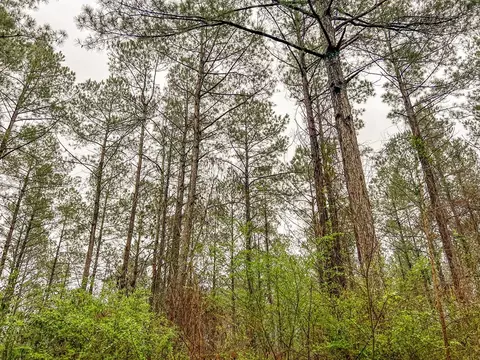 000 Lucas Hollow Rd, Mount Olive, MS 39119 photo 12