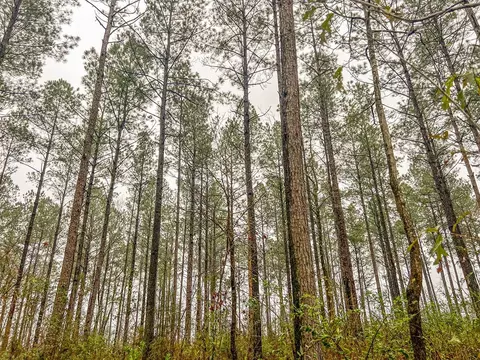 000 Lucas Hollow Rd, Mount Olive, MS 39119 photo 6