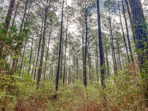 000 Lucas Hollow Rd, Mount Olive, MS 39119