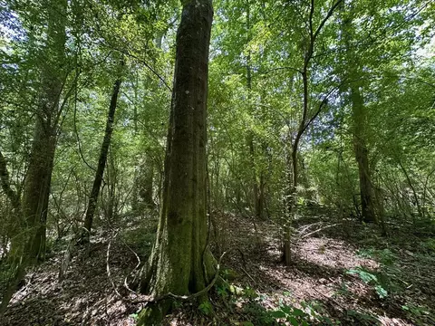 3 Mt Zion Rd, Magee, MS 39111 photo 8