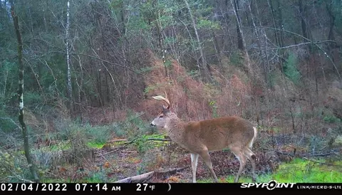 tbd Erwin Rd, Stonewall, MS 39363 photo 38