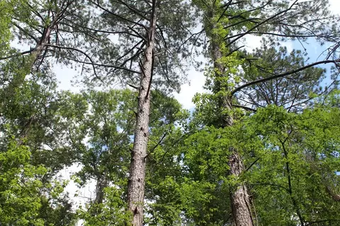 0000 Lee Dr SE, Bogue Chitto, MS 39629 photo 8