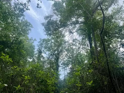 000 Jessie Stogner Rd, Sandy Hook, MS 39478 photo 13