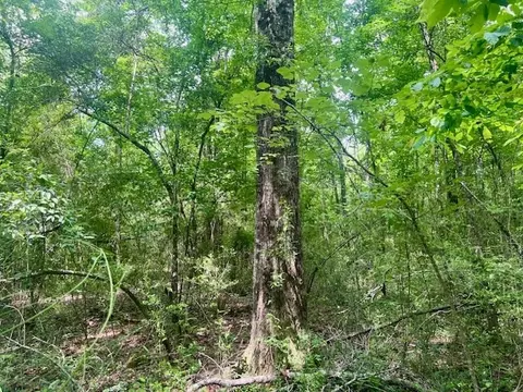 000 Jessie Stogner Rd, Sandy Hook, MS 39478 photo 33