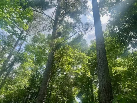 000 Jessie Stogner Rd, Sandy Hook, MS 39478 photo 17