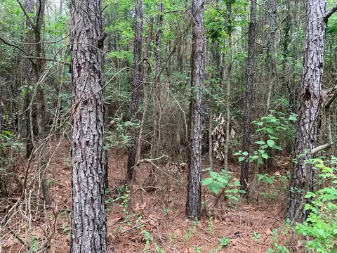0000 Timberlane Rd, Wesson, MS 39191 photo 3