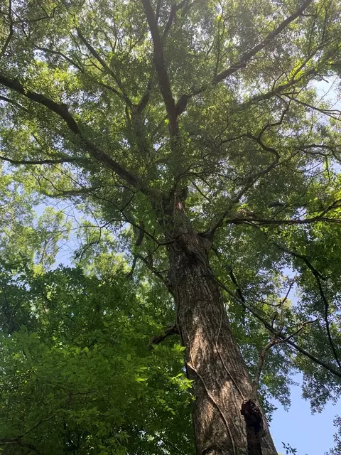 . Samuels Lane, Gloster, MS 39638 photo 10