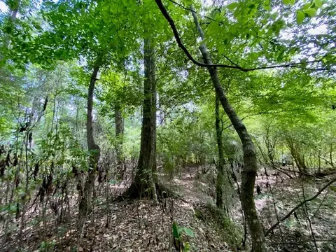 3024 Cole Thomas Rd, Mccomb, MS 39648 photo 68