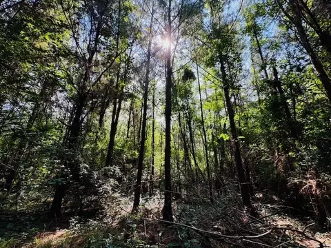 tbd Lee Dr, Bogue Chitto, MS 39629 photo 40