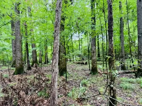 tbd Lee Dr, Bogue Chitto, MS 39629 photo 24
