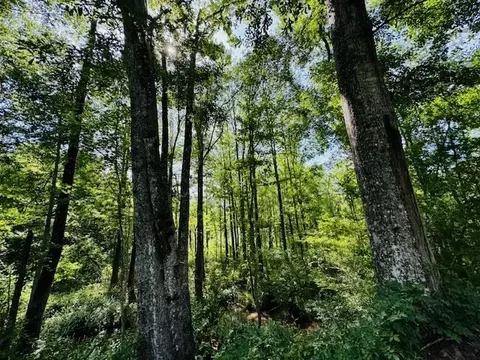 tbd Lee Dr, Bogue Chitto, MS 39629 photo 33