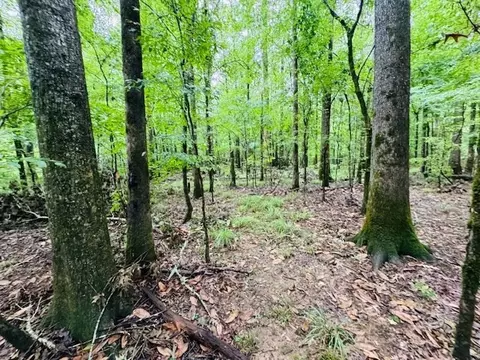 tbd Lee Dr, Bogue Chitto, MS 39629 photo 26