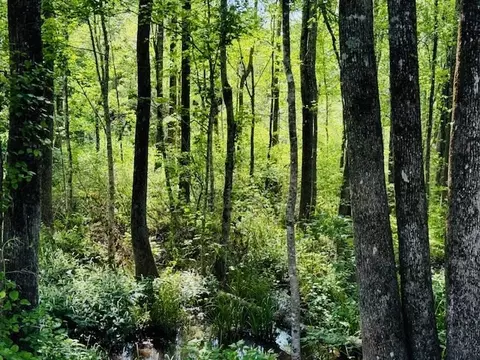 tbd Lee Dr, Bogue Chitto, MS 39629 photo 34