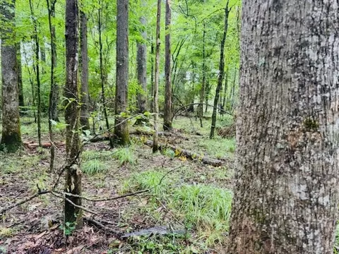tbd Lee Dr, Bogue Chitto, MS 39629 photo 25