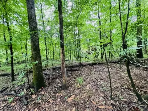 tbd Lee Dr, Bogue Chitto, MS 39629 photo 27