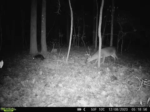 1 Cole Rd, Crosby, MS 39633 photo 39