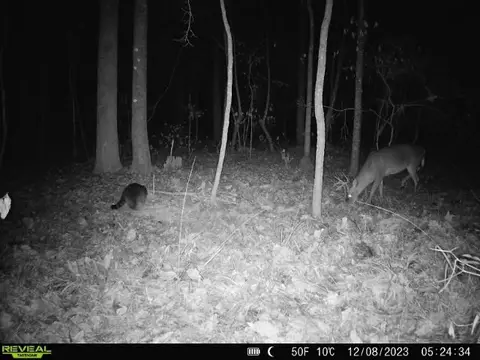 1 Cole Rd, Crosby, MS 39633 photo 38