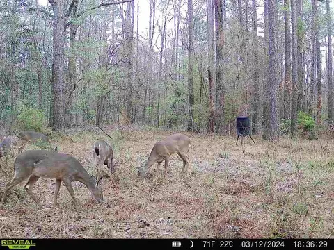 1 Cole Rd, Crosby, MS 39633 photo 33