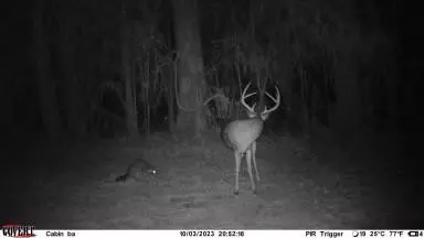 tbd Fred Bacot Rd, Summit, MS 39666 photo 20