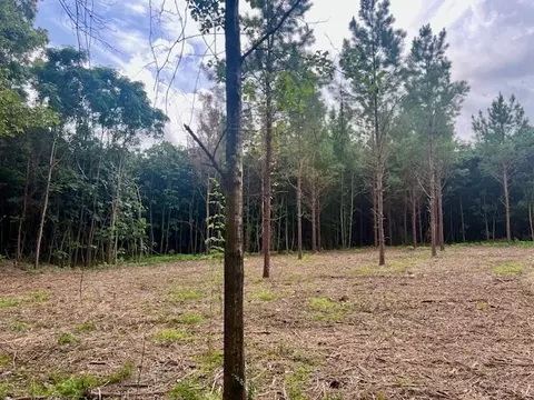 0000 Tynes Rd, Sandy Hook, MS 39478 photo 5