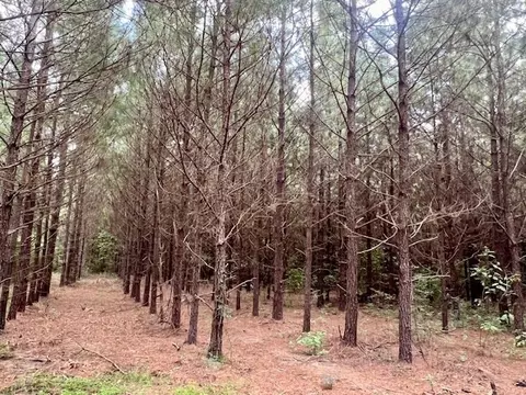 0000 Tynes Rd, Sandy Hook, MS 39478 photo 9
