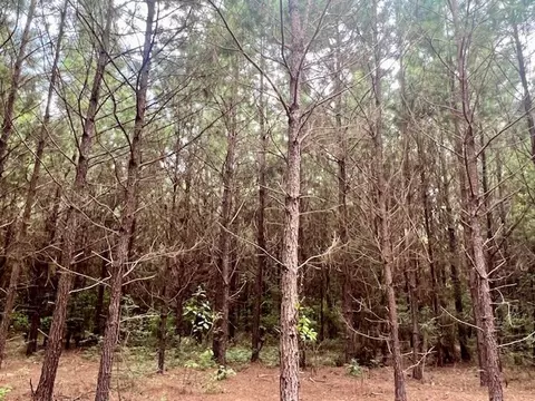 0000 Tynes Rd, Sandy Hook, MS 39478 photo 8