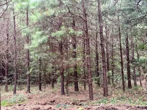 0000 Tynes Rd, Sandy Hook, MS 39478 photo 10