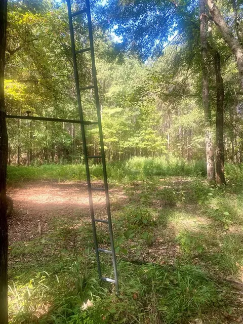 000 Hulon Brister Rd, Jayess, MS 39641 photo 10
