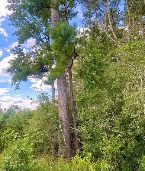 000 Hulon Brister Rd, Jayess, MS 39641 photo 8
