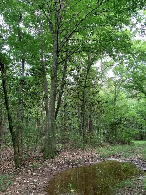 . Pickwick Road, Foxworth, MS 39483 photo 42