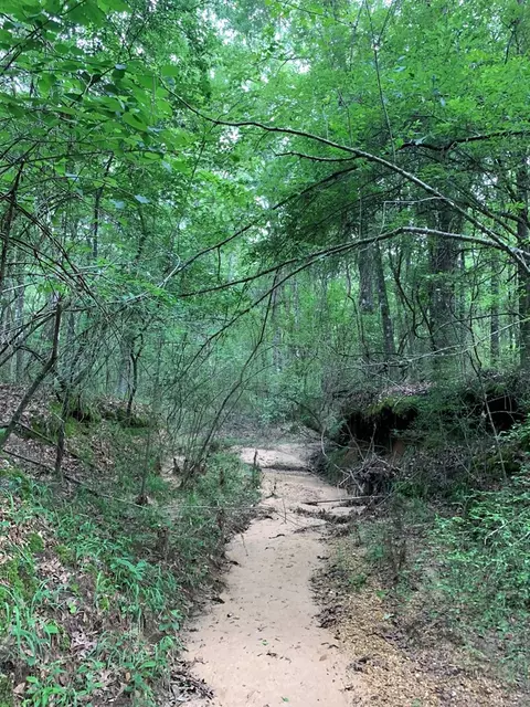 . Pickwick Road, Foxworth, MS 39483 photo 10