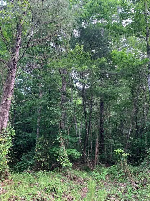 . Pickwick Road, Foxworth, MS 39483 photo 16