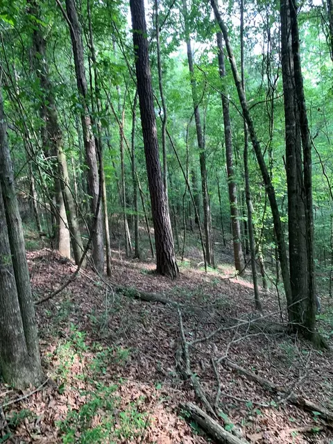 . Pickwick Road, Foxworth, MS 39483 photo 25