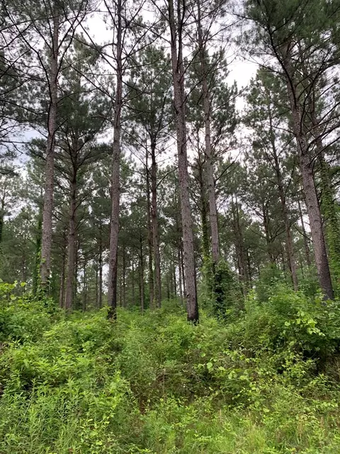 . Pickwick Road, Foxworth, MS 39483 photo 49