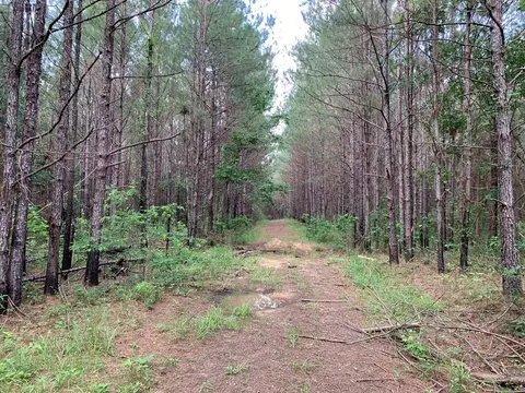 . Pickwick Road, Foxworth, MS 39483 photo 13