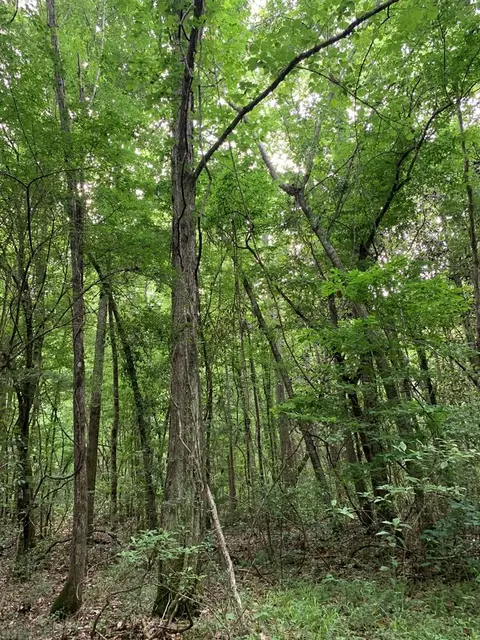 . Pickwick Road, Foxworth, MS 39483 photo 29
