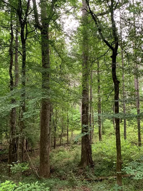 . Pickwick Road, Foxworth, MS 39483 photo 54