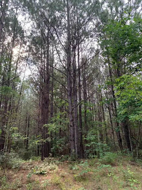 . Pickwick Road, Foxworth, MS 39483 photo 27