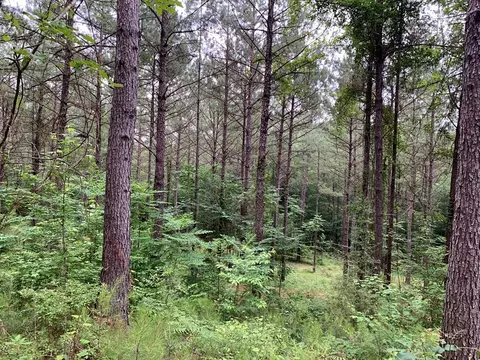 . Pickwick Road, Foxworth, MS 39483 photo 66