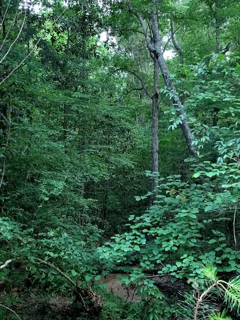 . Pickwick Road, Foxworth, MS 39483 photo 17