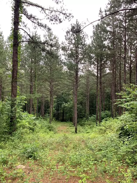 . Pickwick Road, Foxworth, MS 39483 photo 53